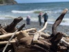 A stunning blue day at makara. Driftwood central. Kids loved finding treasure