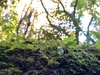 My findings on my daily wright’s hill walk