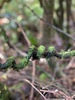 My findings on my daily wright’s hill walk
