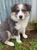 Puppy day! Arrives by pet transport at 5pm