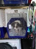 Puppy day! Arrives by pet transport at 5pm
