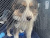 Puppy day! Arrives by pet transport at 5pm