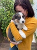 Meeting our new family member Zorro!
