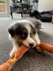 He is delightful….
