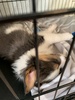 Piranha with 4 legs… settled to his crate after a few nights… lots of biting