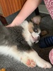 Piranha with 4 legs… settled to his crate after a few nights… lots of biting