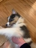 Piranha with 4 legs… settled to his crate after a few nights… lots of biting
