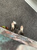 Piranha with 4 legs… settled to his crate after a few nights… lots of biting