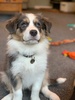 Zorro has a name!