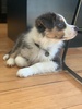 Zorro has a name!