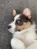 This week Zorro is definitely biting less… Juni expresses through her drawings and continues to hang in her behind the couch hideout and gate, pats when he is lying calmly.