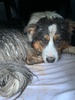 Zorro had a fun play date with Nero and managed to find a swamp at the dog park. First bath and he seemed to enjoy it.