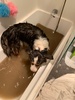 Zorro had a fun play date with Nero and managed to find a swamp at the dog park. First bath and he seemed to enjoy it.