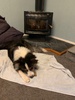 Zorro had a fun play date with Nero and managed to find a swamp at the dog park. First bath and he seemed to enjoy it.