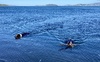 Zorro and Alfie go for a swim.