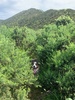 Zobie walk up behind Ngaio playcentre up to the crows nest (meets the skyline) amazing views!