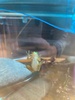 Our freaky frog