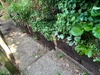 We demolished our front planters… a bit sad. Managed to save most of the plants and are reusing the soil.