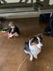 Sunday rainy leaving day. It wasn’t too bad walking out in the rain, Juni did super well both ways and we didn’t even see our older girls. Zorro was a pulley nightmare.