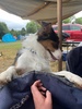 Setting up camping at Kaitoke