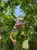 Blueberry fields forever picking! 4kg! $22kg!