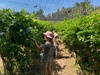 Blueberry fields forever picking! 4kg! $22kg!