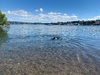 Zorro just couldn’t help himself on our short walk to the cafe, he needed a swim…