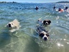 Evening swim with the dogs. Zorro loved it. Furry crocodiles