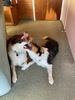 Zorro adored having Alfie around.