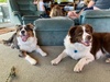 Zorro adored having Alfie around.