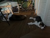 Zorro adored having Alfie around.
