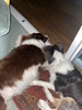 Zorro adored having Alfie around.