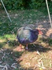 Zealandia for granny’s birthday