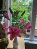 Garden glory
