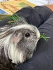 Guinea pigs come for a long visit.