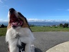 Brooklyn turbine walk with the zobie.