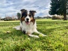 Zorro on holiday. Settled into the swing of things.