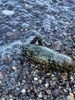 We walked into town, rescued a crayfish and played chess. Beautiful day, even got some colour from the sun!