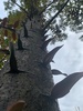 A walk in botanical gardens
