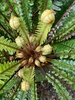 A walk in botanical gardens