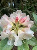 A walk in botanical gardens