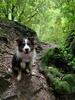 We explored trelissick park with zobie, one day and then the next with kiddos too. Lovely walk. Zobie went crazy over the stream.