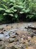 We explored trelissick park with zobie, one day and then the next with kiddos too. Lovely walk. Zobie went crazy over the stream.