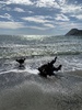 Makara beach foraging for driftwood handrails and shells, beautiful day for it. Zorro found a flounder and some cool snails