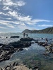 Makara beach foraging for driftwood handrails and shells, beautiful day for it. Zorro found a flounder and some cool snails