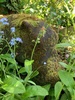 Finding our garden again… nice to have some flowers again