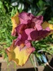 Finding our garden again… nice to have some flowers again