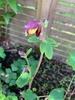 Finding our garden again… nice to have some flowers again