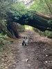Zobie one