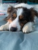 Zobie one